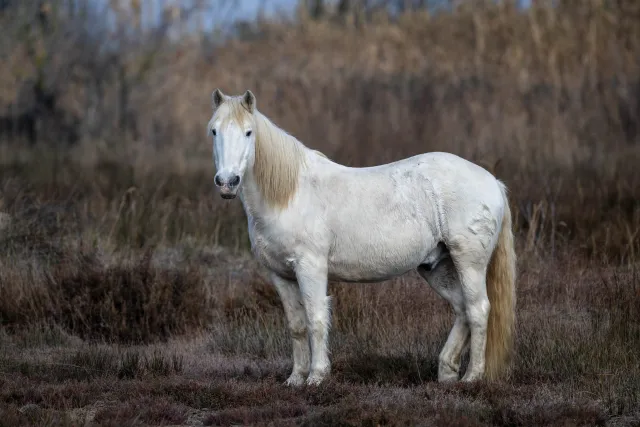 Wild horse in the Camargue