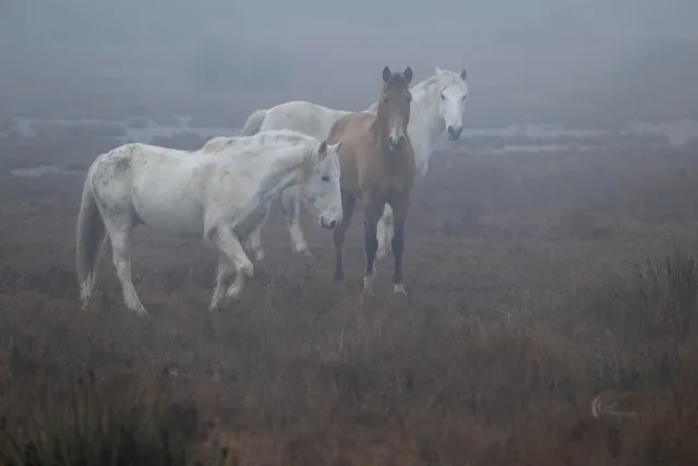 Wild horses in the Camargue